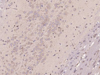 Ribonuclease Inhibitor antibod