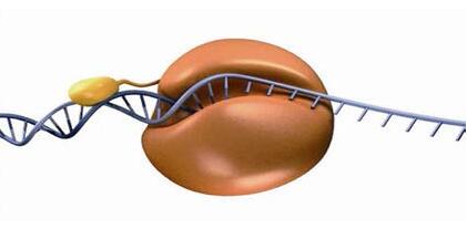 高保真Pfu DNA聚合酶结构示意图