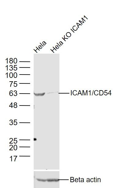 ICAM1/CD54 antibody