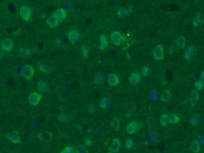 GAP43神经生长相关蛋白43抗体