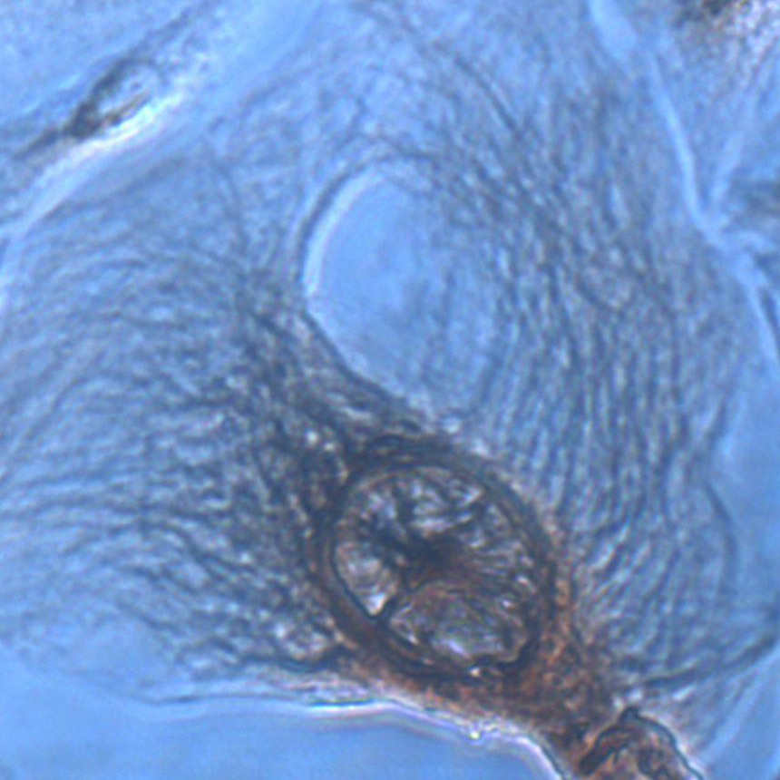 磷酸钙法细胞转染试剂盒厂家直销