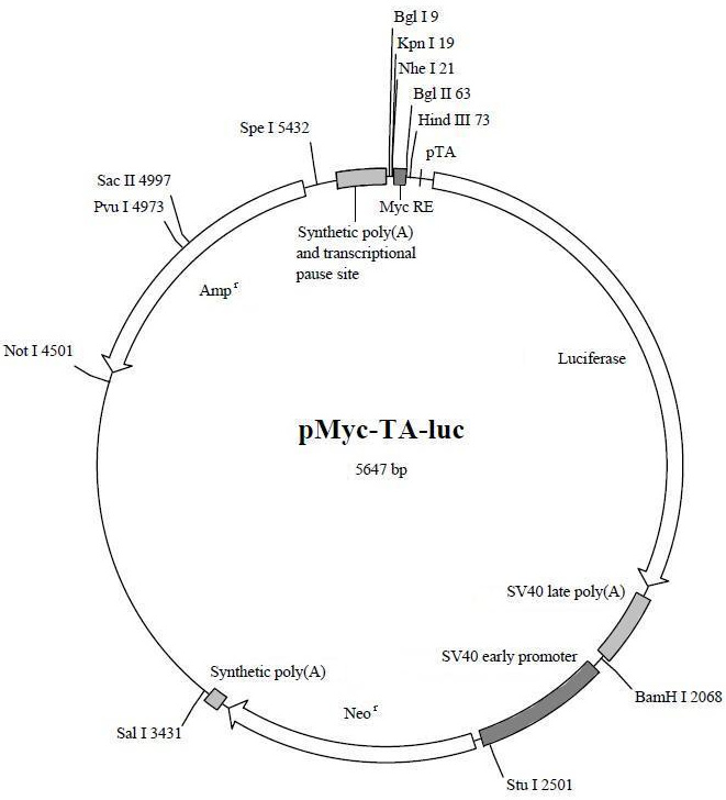 Myc荧光素酶报告基因质粒 克隆与表达