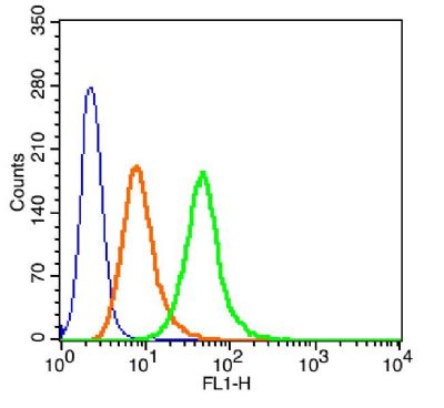 Nucleolin/C23核仁蛋白C23抗体