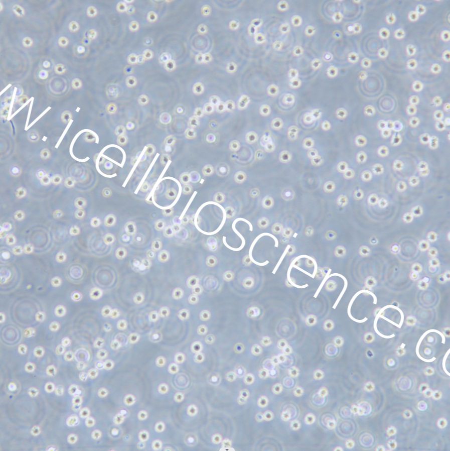 MV-4-1 人髓性单核细胞白血病细胞/STR鉴定/镜像绮点（Cellverse）