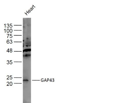 GAP43神经生长相关蛋白43抗体