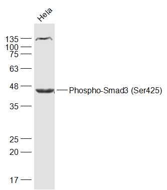Phospho-Smad3 (Ser425)磷酸化细胞信号转