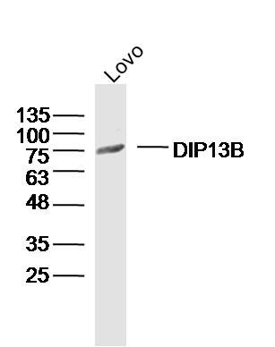 DIP13B antibody