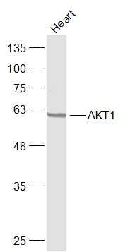 AKT1蛋白激酶B抗体