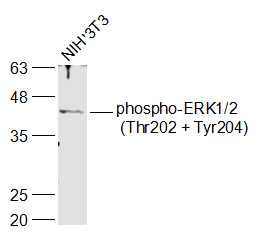 phospho-ERK1/2 (Thr202 + Tyr20