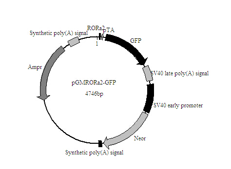 RORα2-GFP报告基因质粒