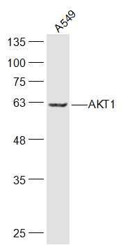 AKT1蛋白激酶B抗体
