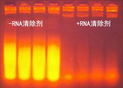 非酶RNA清除剂1.0