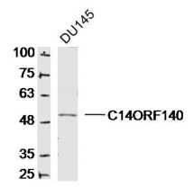 C14ORF140 antibody
