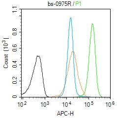 SP1 antibody
