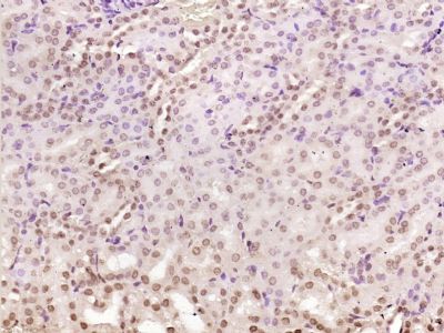 NADPH oxidase 4 antibody