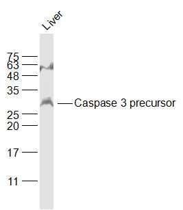 Caspase 3 precursor半胱天冬酶-3酶原抗体