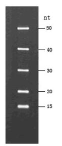 miRNA marker(miRNA电泳分子量标准)