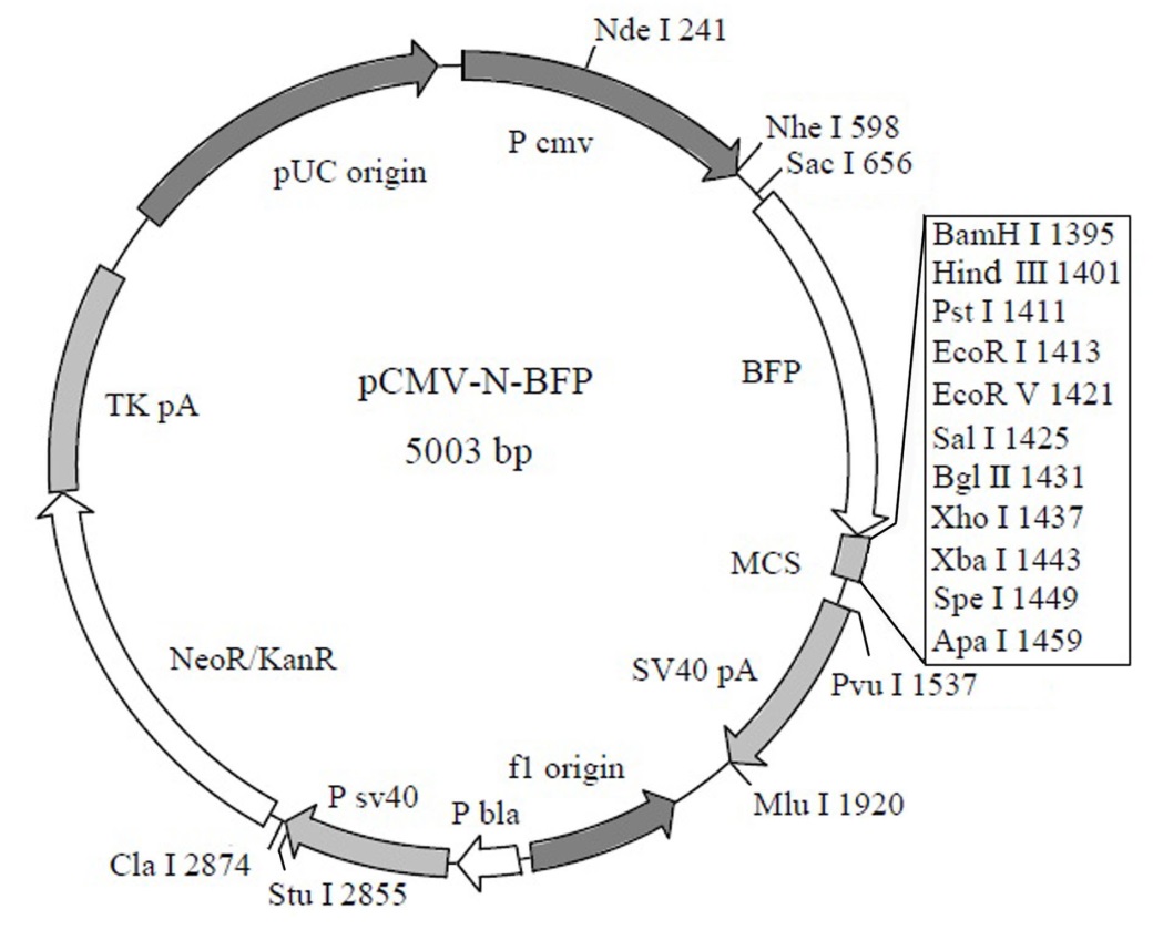 北京N端CFP标签融合蛋白质粒(青色荧光蛋白)大量库存促销