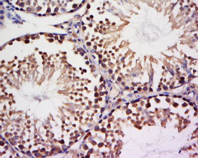 NEK9丝氨酸/苏氨酸蛋白激酶NEK9抗体