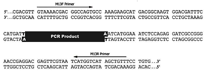 Simple Cloning T-Vector(pSC-T)
