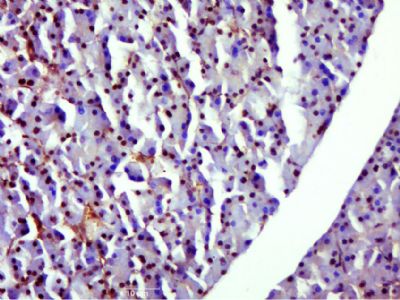 3-磷酸甘油醛脱氢酶单克隆抗体(内参抗体)
