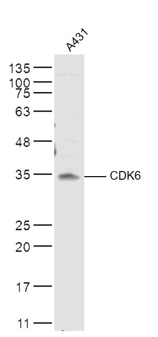 CDK6周期素依赖性激酶6抗体