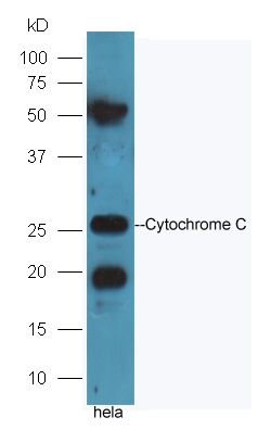 Cytochrome C细胞色素C抗体