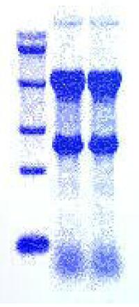 核酸印迹膜染液使用效果