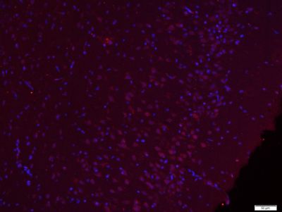 phospho-Src (Ser75) antibody