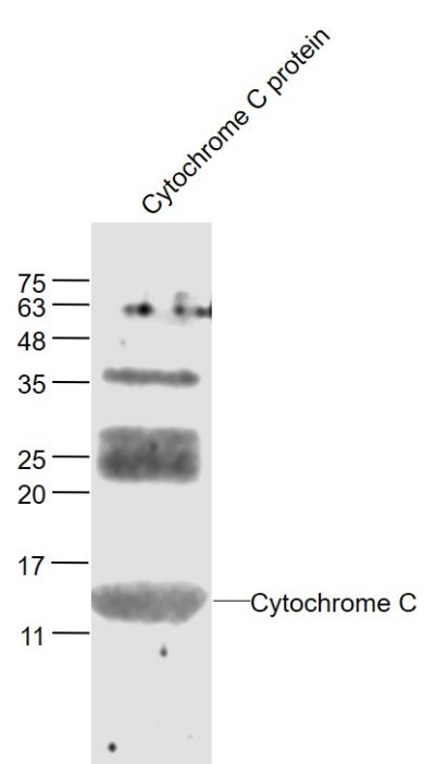Cytochrome C细胞色素C抗体