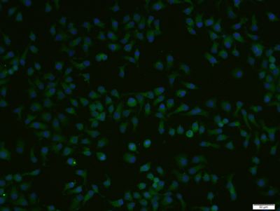RNF128 antibody