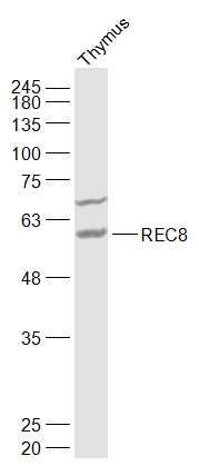 REC8 antibody