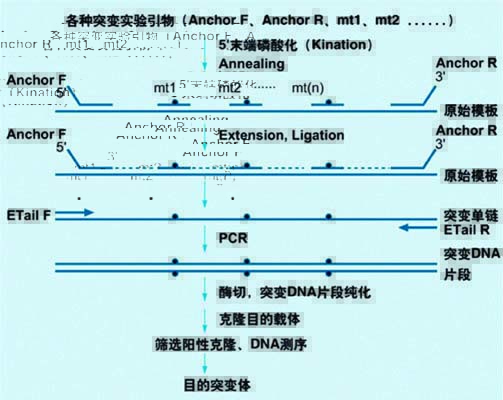 一对设计特殊的锚定引物及几条定点突变引物对DNA多个不同位点同时进行定点突变原理图