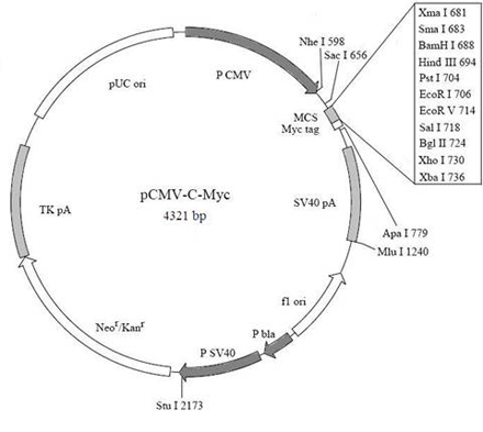 北京现货YT472型C端Myc标签融合蛋白质粒销售