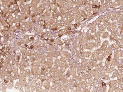 DTSF/HB-EGF antibody