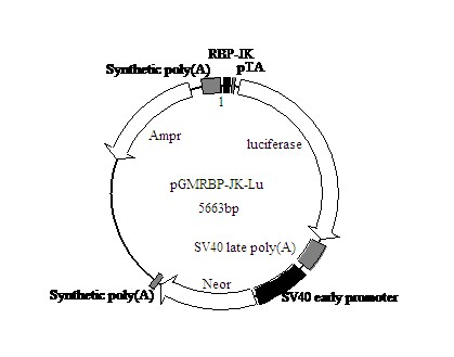 RBP-JK萤火虫荧光素酶报告基因质粒 报告基因检测