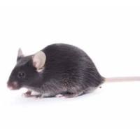 光老化动物模型构建