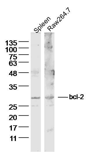 Bcl-2 antibody