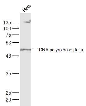 DNA polymerase delta antibody