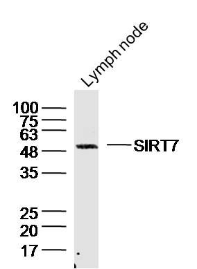 SIRT7 antibody