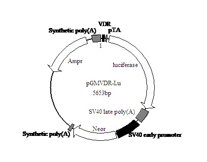 SY0060型VDR萤火虫荧光素酶报告基因质粒打折促销