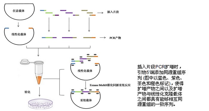 多片段一步法(快速/无缝)克隆试剂盒北京现货促销