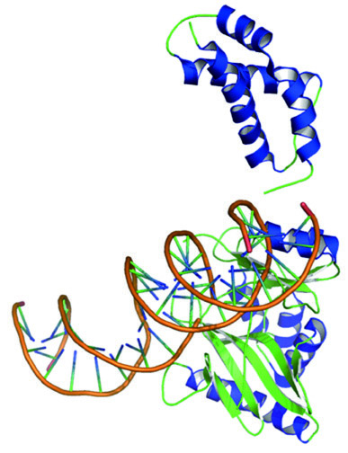 T4 RNA连接酶结构式示意图