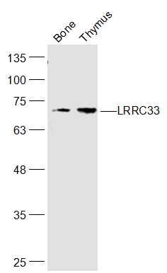 LRRC33 antibody