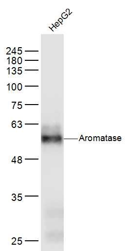 Aromatase antibody