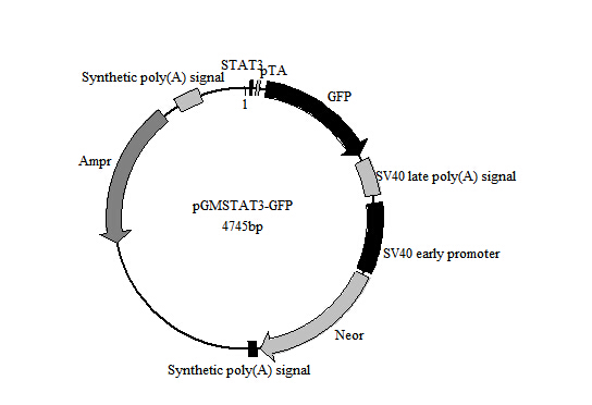 STAT3-GFP报告基因质粒折扣价
