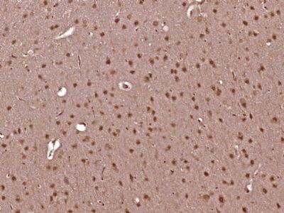 TORC1/CRTC1 antibody