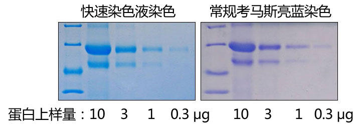 dNTP混合溶液(25mM)促销