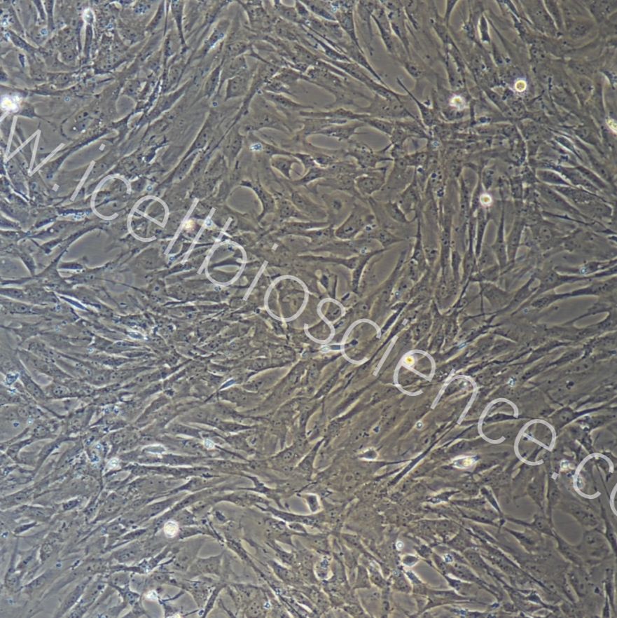 小鼠视网膜微血管周细胞/免疫荧光鉴定/镜像绮点（Cellverse）