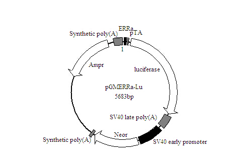 SY0474型细胞凋亡检测试剂盒(Annexin V-Ale